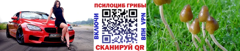 Псилоцибиновые грибы Psilocybe  Купить закладки  Зима 
